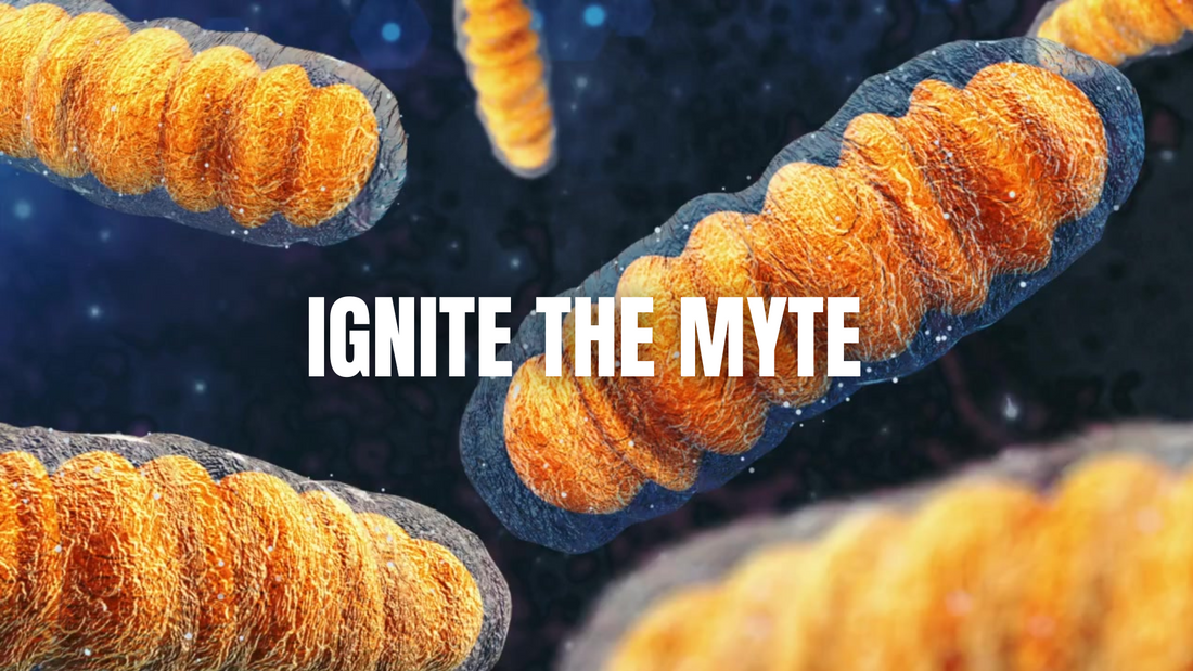 Best Supplements for All Athletes: It Starts in the Cell